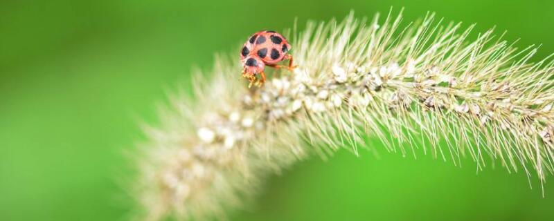 马尾巴草花语（狗尾巴草的花语是啥）