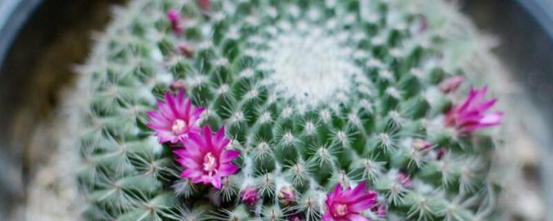 玉翁的花语（玉翁的花语与寓意）