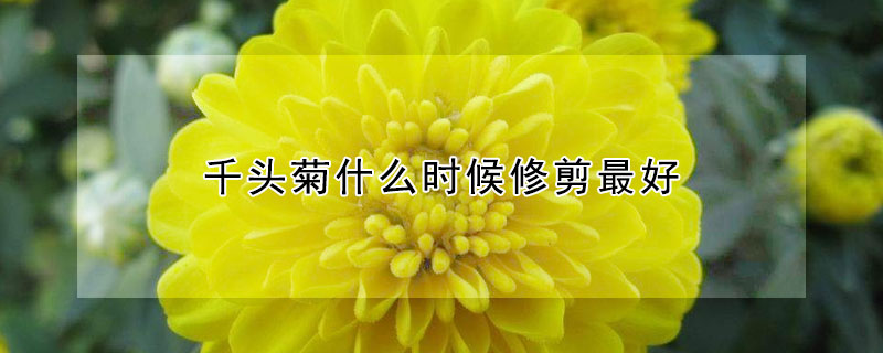 千头菊什么时候修剪最好 千头菊的种植和修剪方法