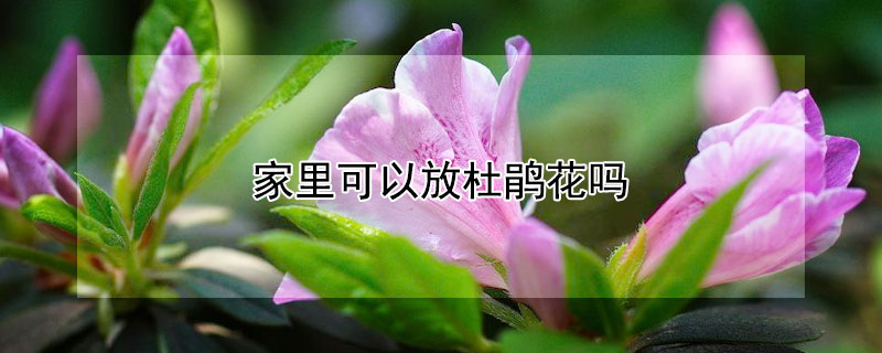 家里可以放杜鹃花吗（家里能放杜鹃花吗）