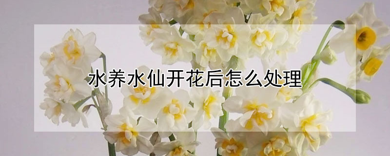 水养水仙开花后怎么处理 水仙花开后怎么养护