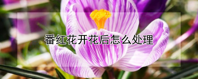 番红花开花后怎么处理 番红花发芽后养护