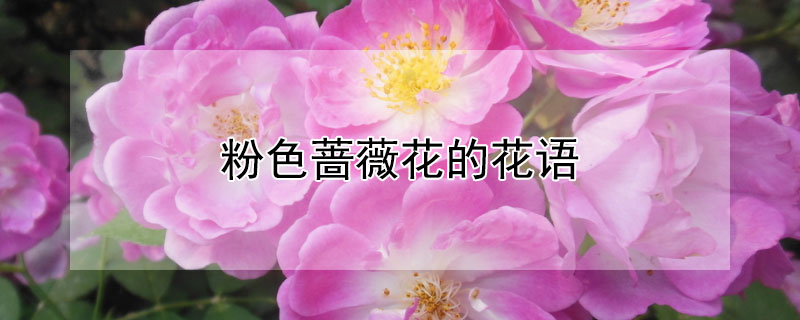 粉色蔷薇花的花语（粉蔷薇花语是什么）
