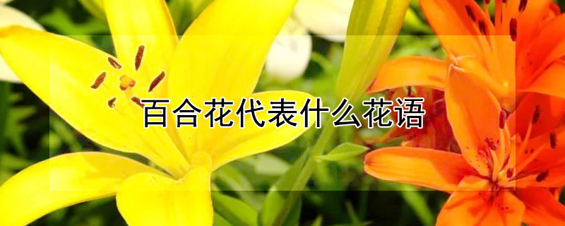 百合花代表什么花语（百合花的花语什么）