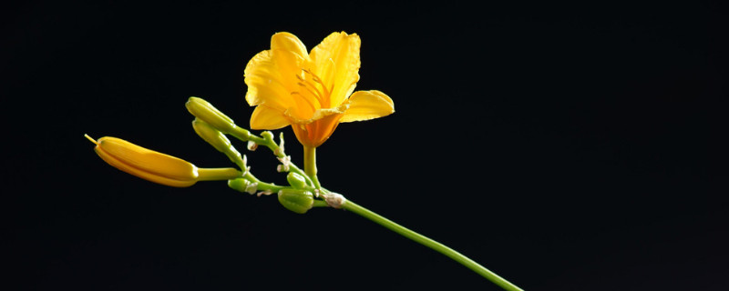 萱草花的寓意 萱草花的寓意象征