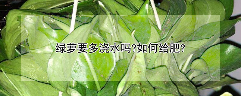 绿萝要多浇水吗?如何给肥?（绿萝需要多浇水吗?）