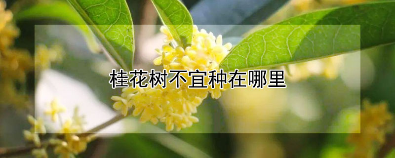 桂花树不宜种在哪里（桂花树适合栽哪里）