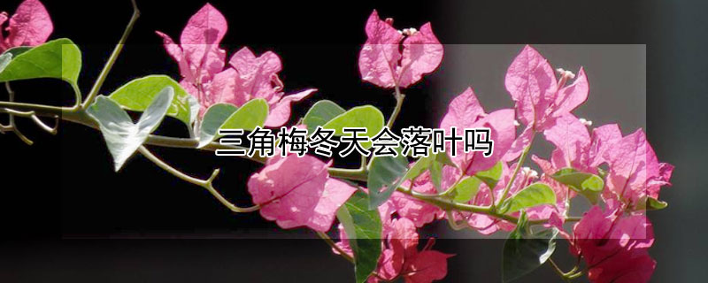 三角梅冬天会落叶吗（三角梅冬天落叶吗?）