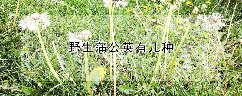 野生蒲公英有几种（野生蒲公英有几种有刺吗）