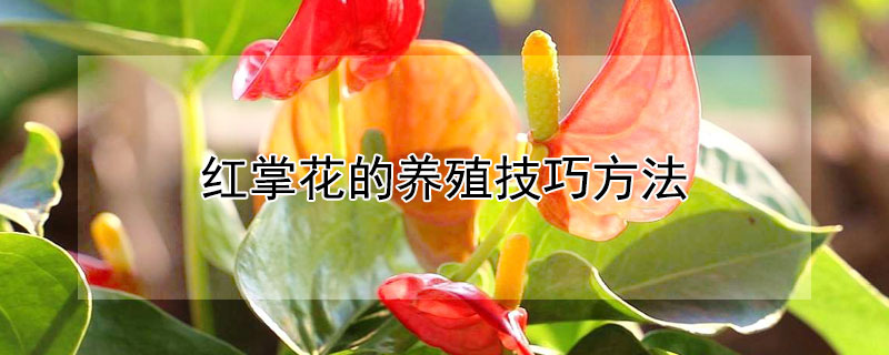 红掌花的养殖技巧方法 怎样养好红掌花及栽培技术