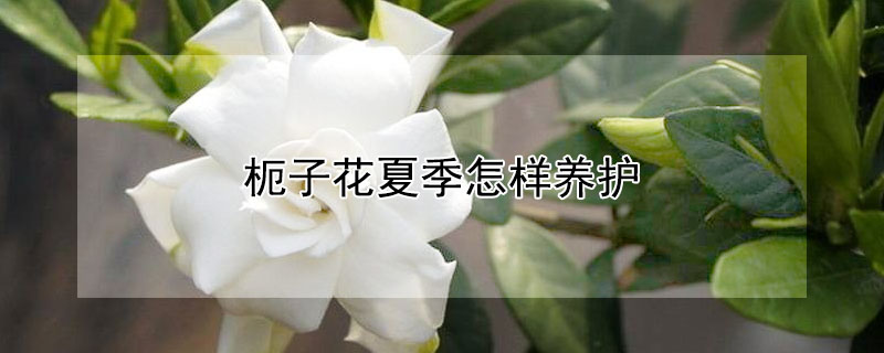 枙子花夏季怎样养护(栀子花养植方法)