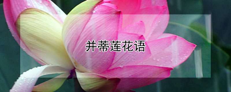 并蒂莲花语（并蒂莲花语是什么）