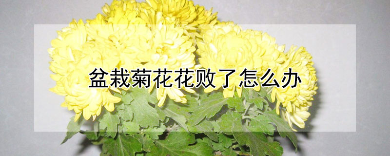 盆栽菊花花败了怎么办 菊花花败后怎么办?