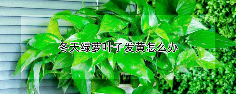 冬天绿萝叶子发黄怎么办 冬天绿萝叶子黄怎么回事