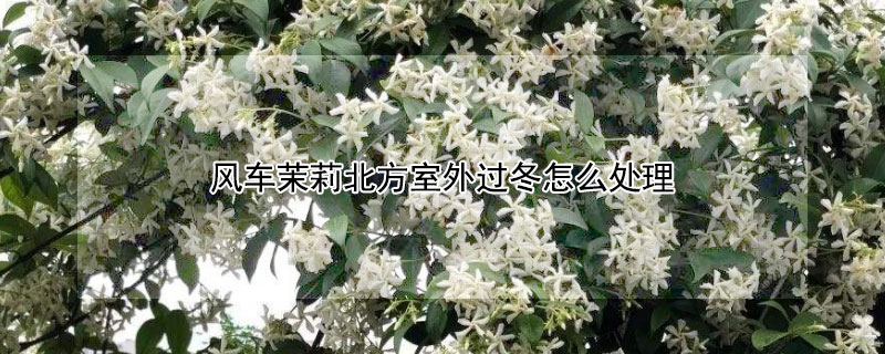风车茉莉北方室外过冬怎么处理（风车茉莉北方可以室外过冬吗）