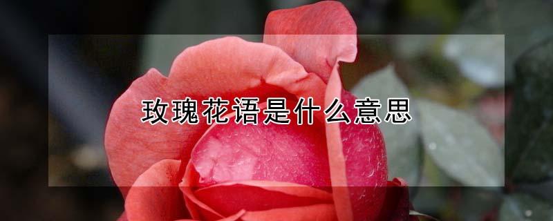 玫瑰花语是什么意思 各种玫瑰花语是什么意思