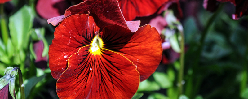 三色堇的寓意和象征 三色堇的寓意及花语