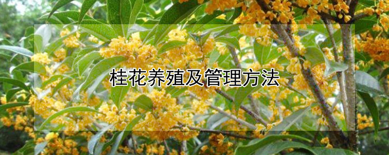 桂花养殖及管理方法（桂花的养殖方法盆栽家庭）