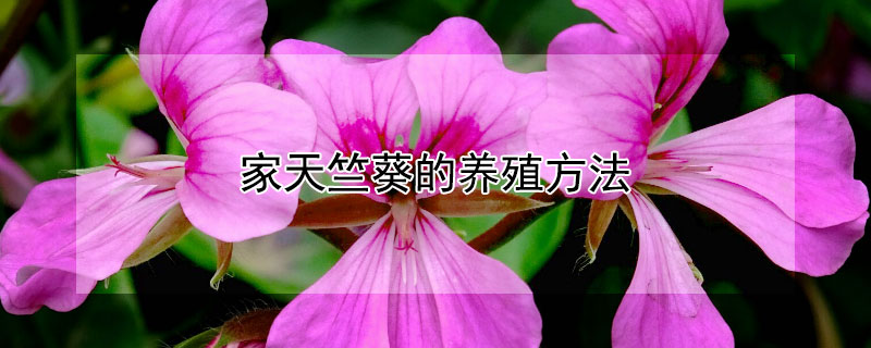 家天竺葵的养殖方法 天竺葵的养殖方法