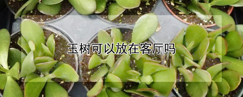 玉树可以放在客厅吗 客厅摆放玉树好吗