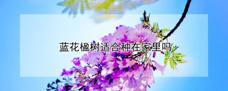 蓝花楹树适合种在家里吗 蓝花楹在家里种好吗