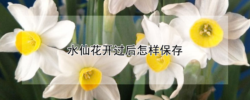 水仙花开过后怎样保存 水仙开完花怎么保存