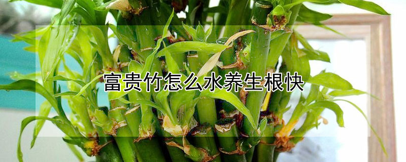富贵竹怎么水养生根快（富贵竹怎么水养生根）