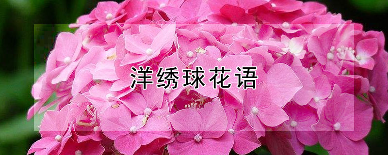 洋绣球花语 蓝色洋绣球花语