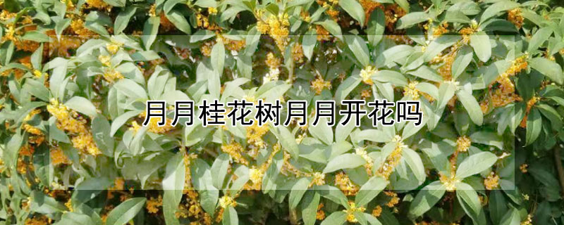 月月桂花树月月开花吗（月月桂是月月开花吗）