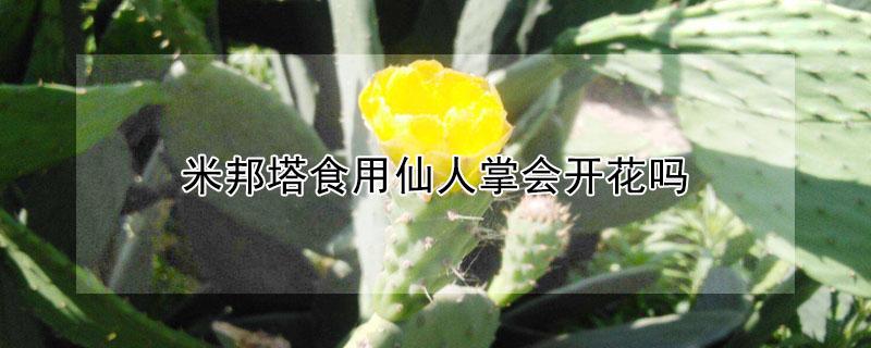 米邦塔食用仙人掌会开花吗（米邦塔仙人掌的功效与禁忌）