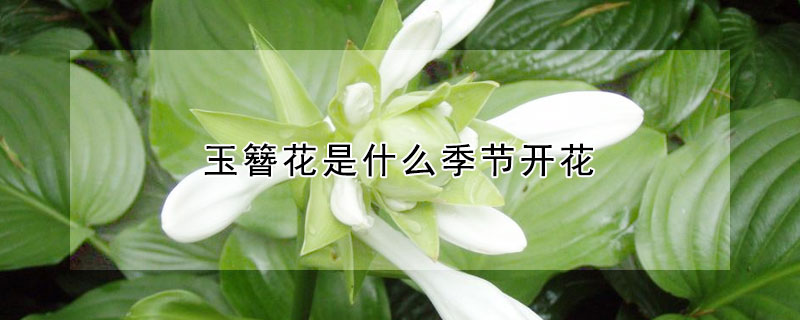 玉簪花是什么季节开花（玉簪花什么季节开花的）
