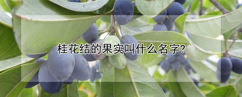 桂花结的果实叫什么名字?（桂花结出来的果实是什么）