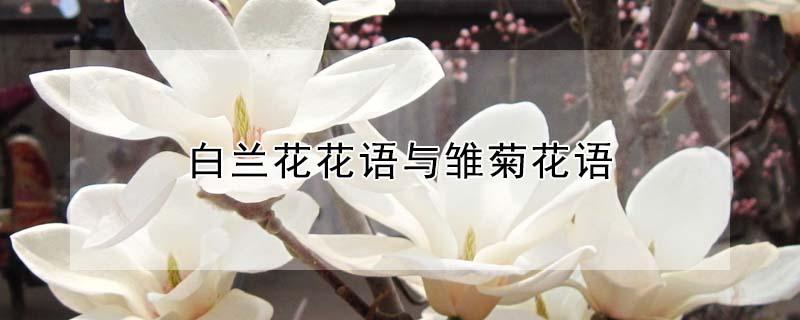 白兰花花语与雏菊花语（白雏菊花语是什么意思）