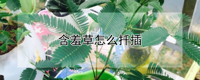 含羞草怎么扦插（含羞草怎么插枝）