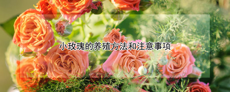 小玫瑰的养殖方法和注意事项 小玫瑰的养殖方法和注意事项视频