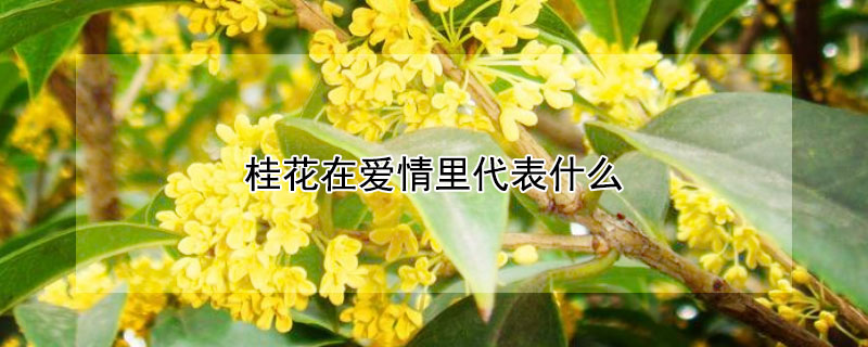 桂花在爱情里代表什么 桂花的爱情花语和象征