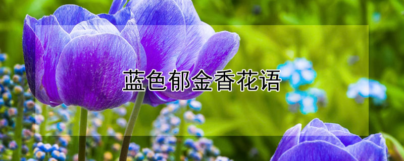 蓝色郁金香花语 蓝色郁金香花语是什么