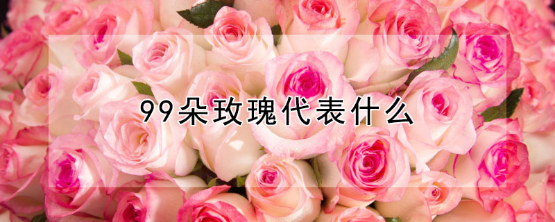 99朵玫瑰代表什么 11 19 33 99朵玫瑰代表什么