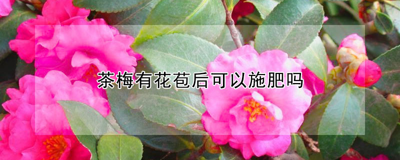 茶梅有花苞后可以施肥吗 茶梅开花时可施肥吗