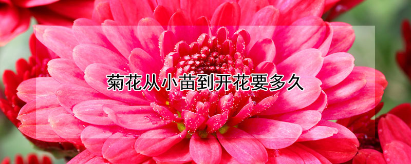 菊花从小苗到开花要多久(菊花苗多久能长大开花)