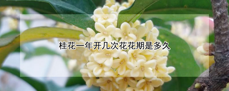 桂花一年开几次花花期是多久 桂花一年开花多长时间