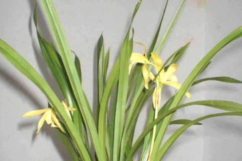 建兰黄叶的原因