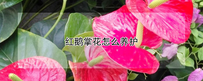 红鹅掌花怎么养护 红鹅掌的养殖方法和注意事项