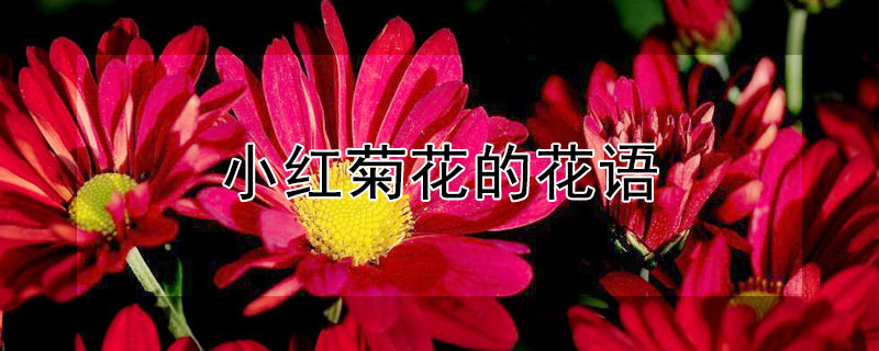小红菊花的花语（紫红色菊花的花语）