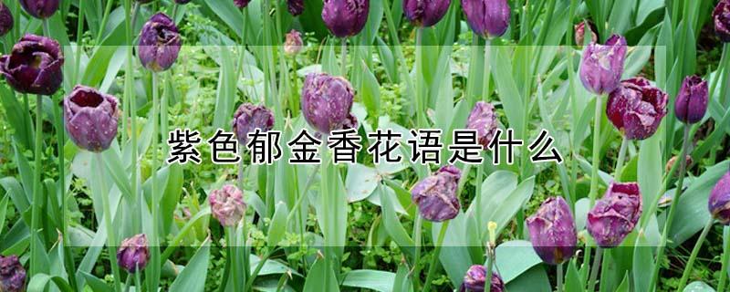 紫色郁金香花语是什么 紫色郁金香花语是啥