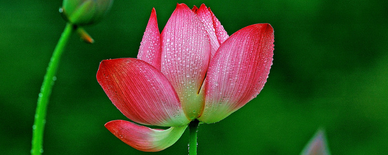 荷花的寓意 荷花的寓意和象征风水