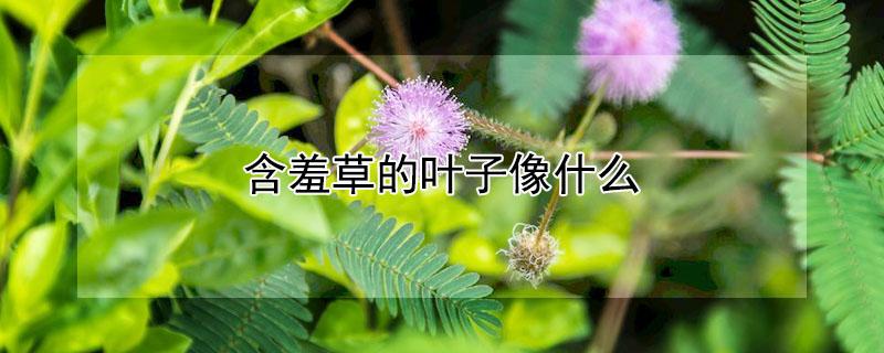 含羞草的叶子像什么 含羞草的叶子像什么拟人句