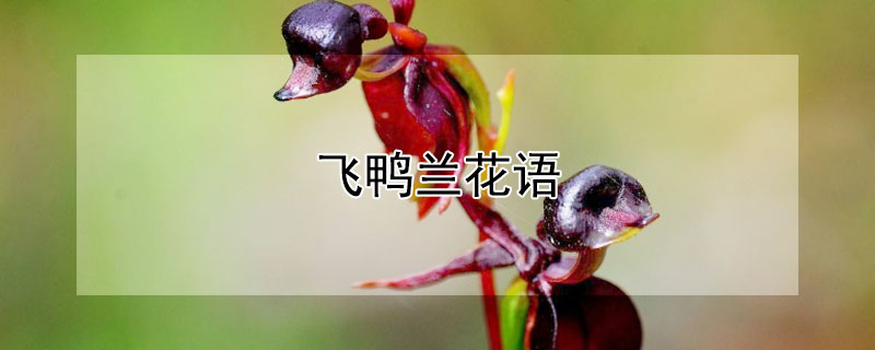 飞鸭兰花语 洋兰花的花语