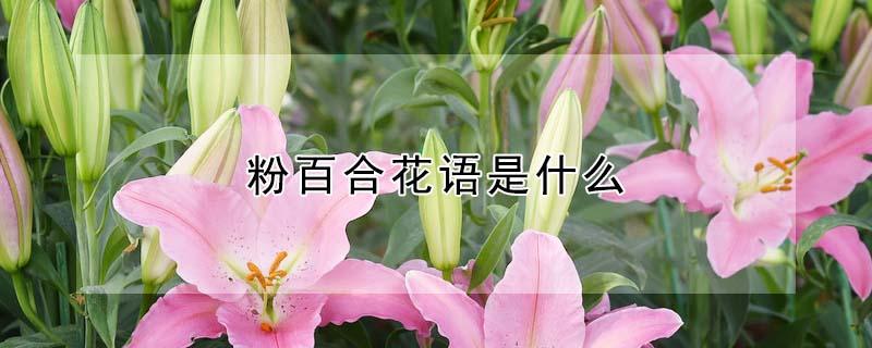 粉百合花语是什么 粉色百合花语是什么