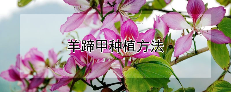 羊蹄甲种植方法（羊蹄甲怎么繁殖）